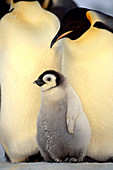 Emperor Penguin chick with adult