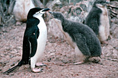 Chinstrap Penguin adult and young