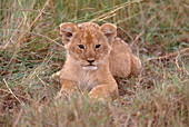 African Lion cub (Panthera leo)