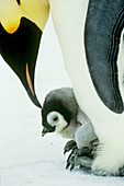 Emperor Penguin with young