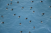 Atlantic Puffins (Fratercula arctica)