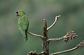 Maroon-fronted Parrot,Mexico