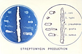 Streptomyces