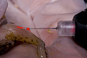 Acrylic elastomer injection