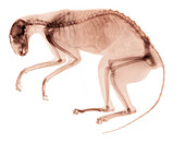 X-Ray of Cancerous Cat