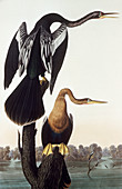 Anhingas by Audubon