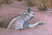 Extinct Horned Gopher