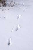 Whitetail Deer Tracks
