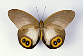 Amathusiid Butterfly