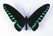 Palawan Birdwing Butterfly