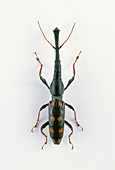 Giant Straight-snouted Weevil