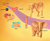 Biological Organization