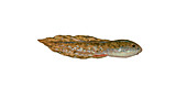 Bullfrog tadpole