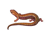 Red Backed Salamander
