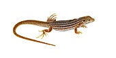 New Mexico Whiptail Lizard
