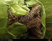 Mosquito Larva,SEM
