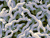 Campylobacter Jejuni