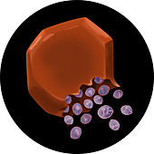 Ruptured Schizont Liver Cell