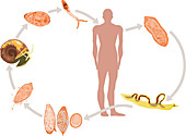 Lifecycle of Schistosomiasis