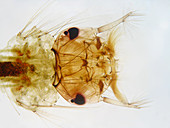 Mosquito Larva Head