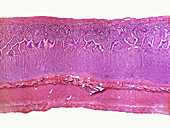 Mammalian Small Intestine