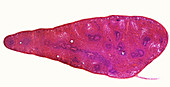 Mammalian Spleen