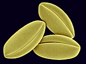 SEM of Onion Pollen