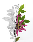 X-ray of a Passion flower