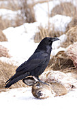Common Raven at Deer Carcass