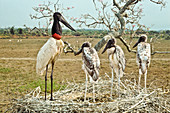 Jabiru with young at nest