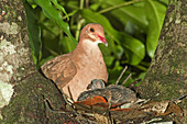 Ruddy Quail Dove on nest with young