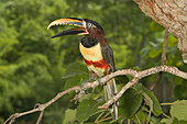 Chestnut-eared Aracari calling