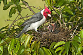 Red-crested Cardinal at nest with young