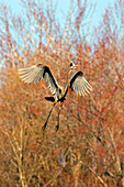 Great Blue Heron,Nest-building