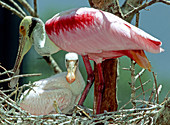 Roseate Spoonbill with young