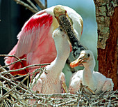 Roseate Spoonbill feeding young