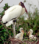 Wood Stork with nestlings