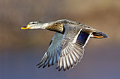 Mallard