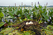 Pied-billed Grebe Nest