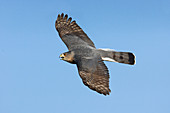 Cooper's Hawk