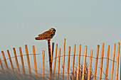 Short-eared Owl