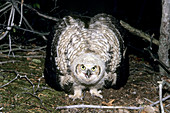 Great Horned Owl,Bubo virginianus