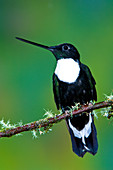 Collard Inca Hummngbird