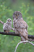 Great Gray Owl Mother & Chick