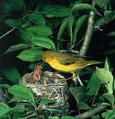 Yellow Warbler Feeding Nestlings