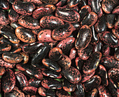 'Scarlet Emperor' beans (Phaseolus coccin