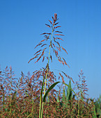 Johnson grass flowering