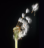 Dandelion seed dispersal