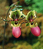 Tropical Orchid (Paphiopedilum chamberlai