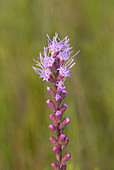 Blazing Star